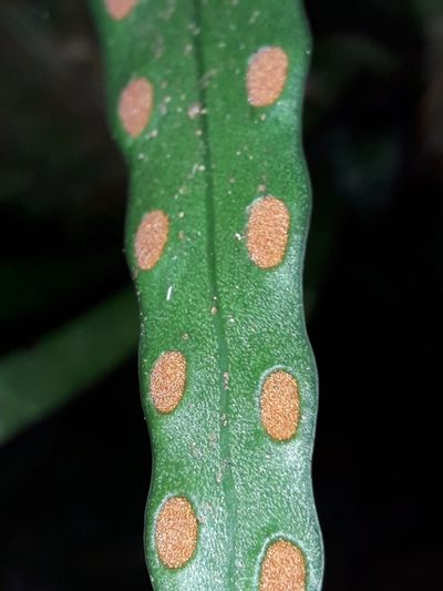 Dictymia mckeei, photographed by naturewatchwidow