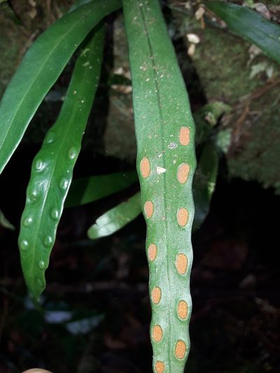Dictymia mckeei, photographed by naturewatchwidow