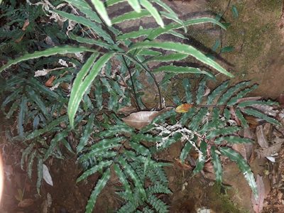 Pteris balansae, photographed by naturewatchwidow