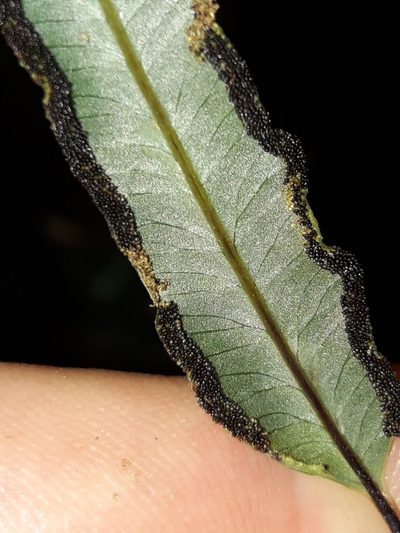 Pteris balansae, photographed by naturewatchwidow