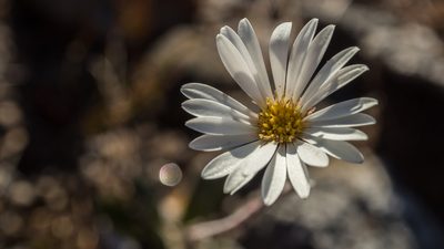 Celmisia dubia, photographed by Cara-Lisa Schloots
