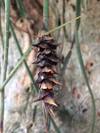Acanthostachys strobilacea, photographed by B. Phalan