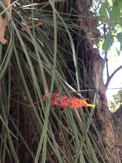 Acanthostachys strobilacea, photographed by B. Phalan