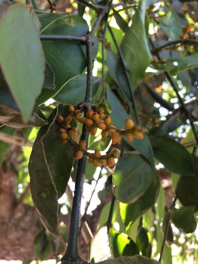 Phoradendron piperoides, photographed by B. Phalan
