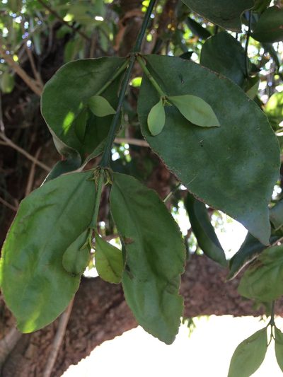 Phoradendron piperoides, photographed by B. Phalan