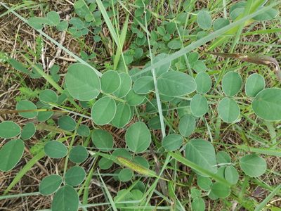 Sulla coronaria, photographed by Andrea Meucci