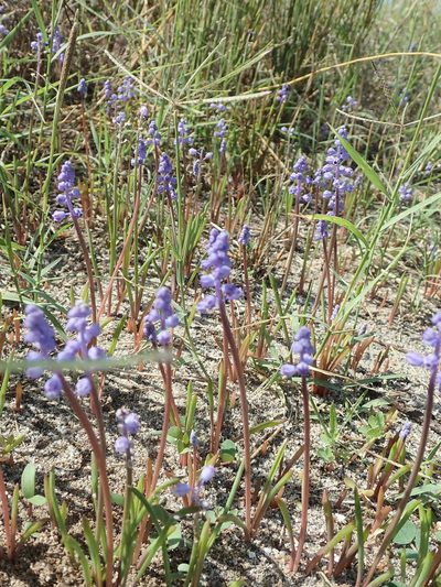 Muscari parviflorum, photographed by Dr. Guido Bohne