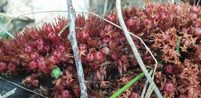 Acrotriche fasciculiflora, photographed by Andrew Thornhill