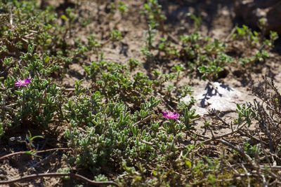 Drosanthemum hispidum, photographed by nevwright