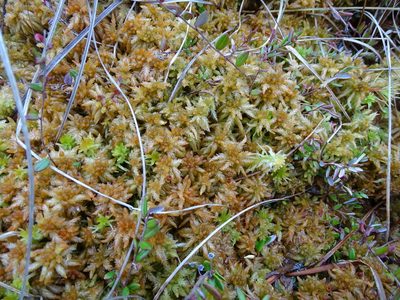 Sphagnum papillosum, photographed by Grzegorz Grzejszczak