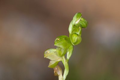 Pterostylis mutica, photographed by Rolf Lawrenz