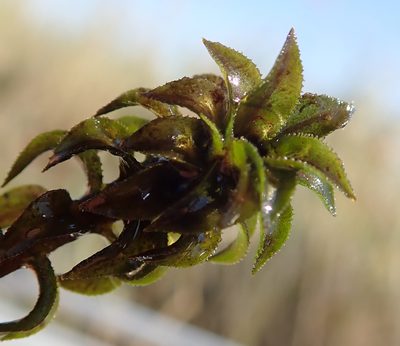 Lagarosiphon ilicifolius, photographed by Wilderness Safaris Botswana - Conservation Team