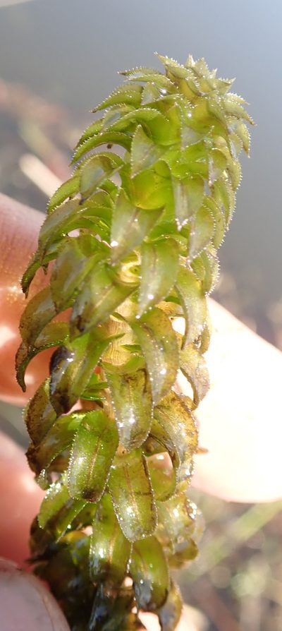 Lagarosiphon ilicifolius, photographed by Wilderness Safaris Botswana - Conservation Team