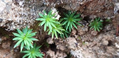 Dawsonia longiseta, photographed by Andrew Thornhill