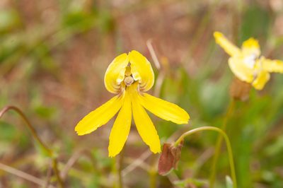Goodenia arguta, photographed by Rolf Lawrenz