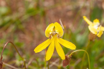 Goodenia arguta, photographed by Rolf Lawrenz