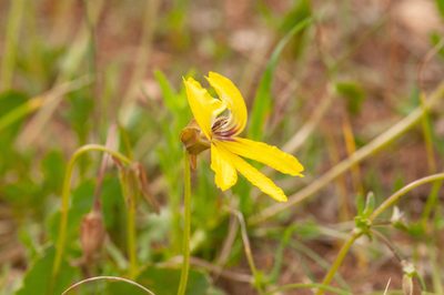 Goodenia arguta, photographed by Rolf Lawrenz