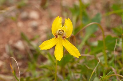 Goodenia arguta, photographed by Rolf Lawrenz