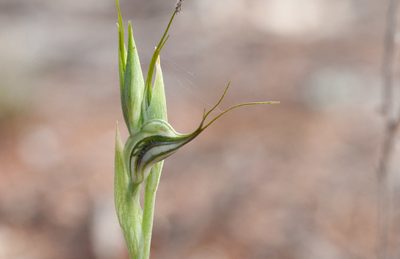 Pterostylis biseta, photographed by Rolf Lawrenz