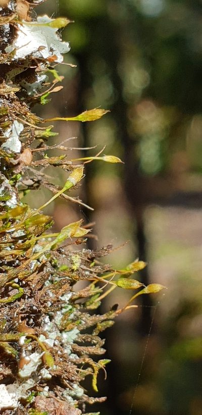 Macrocoma tenuis, photographed by Andrew Thornhill