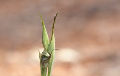 Pterostylis biseta, photographed by Rolf Lawrenz