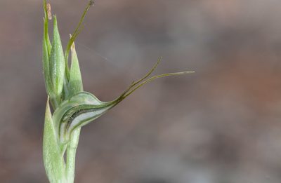 Pterostylis biseta, photographed by Rolf Lawrenz