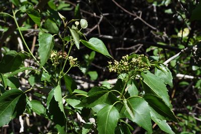 Cordia afra, photographed by Andrew Gillespie