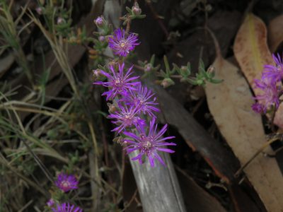 Drosanthemum ambiguum, photographed by Jeremy Gilmore