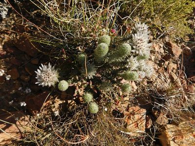 Phylica calcarata, photographed by Klaus Wehrlin