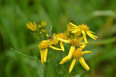 Jacobaea aquatica, photographed by Letizia Weichgrebe