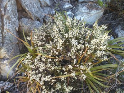 Brunia microphylla, photographed by Brian du Preez