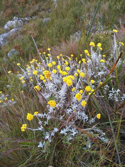 Helichrysum capense, photographed by Brian du Preez