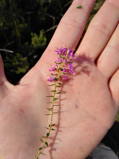 Agathosma odoratissima, photographed by Brian du Preez