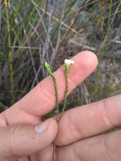 Lachnaea greytonensis, photographed by Brian du Preez