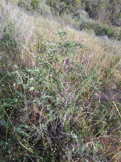 Psoralea spissa, photographed by Brian du Preez