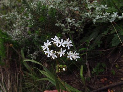 Corymbium villosum, photographed by James Rodger