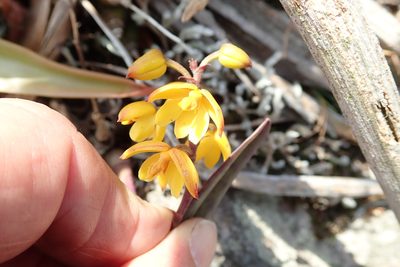 Polystachya pubescens, photographed by Peter Warren