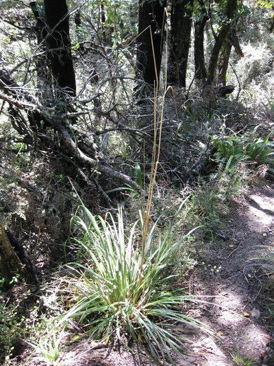 Chionochloa conspicua, photographed by Ed Wilson