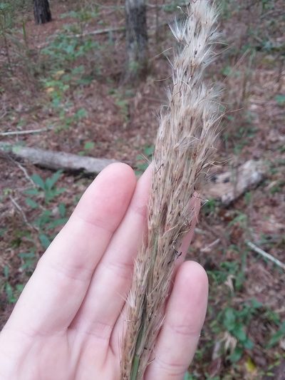 Erianthus alopecuroides, photographed by Will McFarland