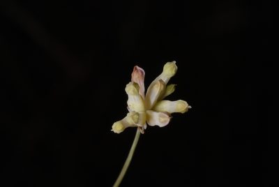 Burmannia capitata, photographed by Douglas Goldman