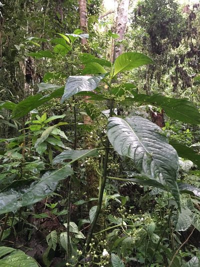 Notopleura macrophylla, photographed by Andrew J. Crawford