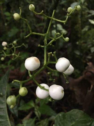 Notopleura macrophylla, photographed by Andrew J. Crawford