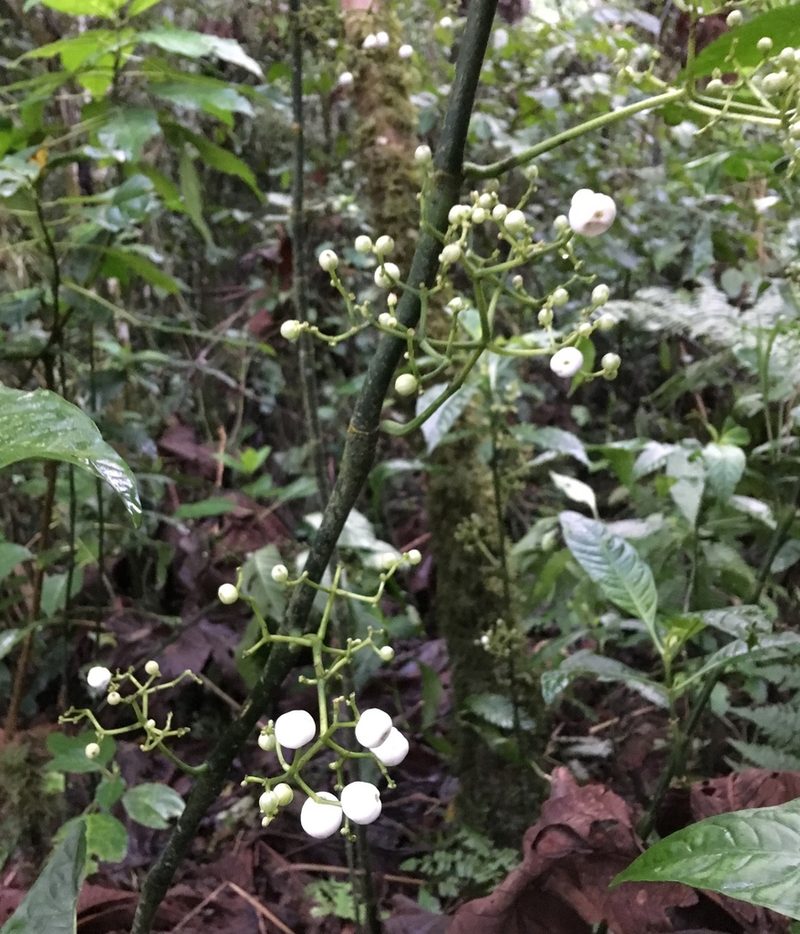 Notopleura macrophylla, photographed by Andrew J. Crawford