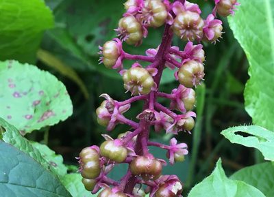 Phytolacca rugosa, photographed by Andrew J. Crawford