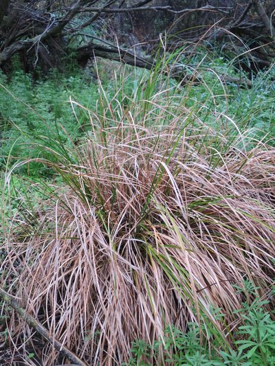 Carex dipsacea, photographed by Alice Shanks
