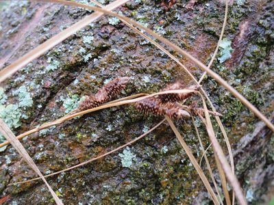 Carex dipsacea, photographed by Alice Shanks