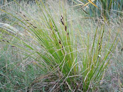 Carex dipsacea, photographed by Alice Shanks