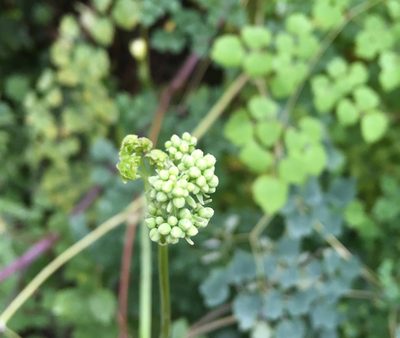 Thalictrum podocarpum, photographed by Andrew J. Crawford