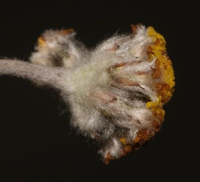 Helichrysum capense, photographed by Brian du Preez