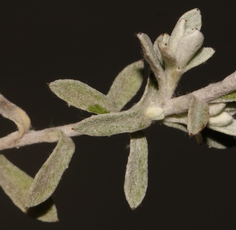 Helichrysum capense, photographed by Brian du Preez